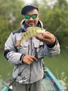 European Perch