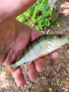 European Perch