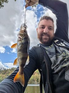 European Perch caught by Maxime Blaise