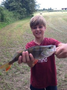 European Perch