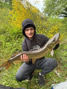 Northern Pike