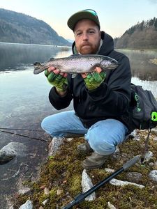 Rainbow Trout