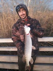 Northern Pike