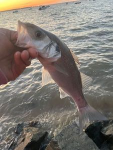 European Bass (Seabass)