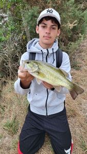 Largemouth Bass