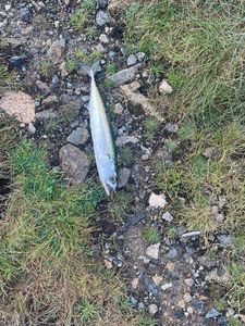 Mackerel