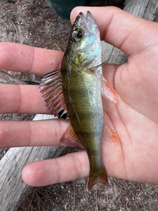European Perch