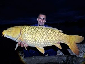 Common Carp