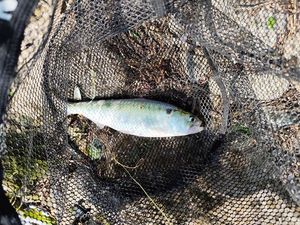 Alewife