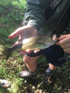 Largemouth Bass