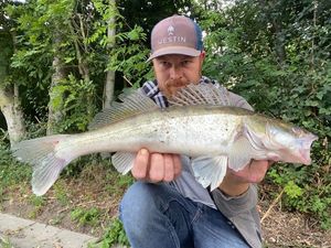 Zander
