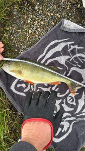 European Perch