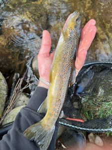 Brown Trout