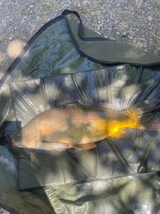 Leather Carp