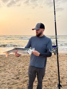 European Bass (Seabass)