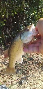 Largemouth Bass