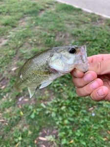 Largemouth Bass
