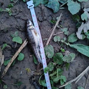 Common Minnow