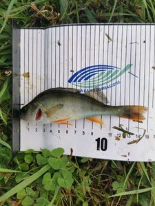 European Perch