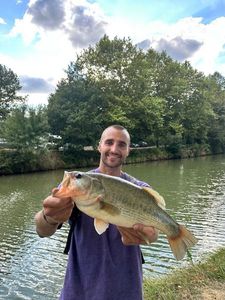 Largemouth Bass