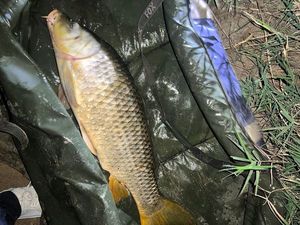Common Carp