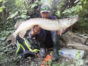 Northern Pike