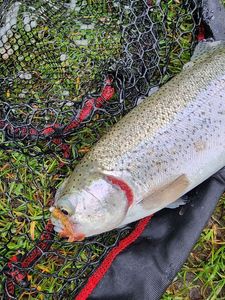 Rainbow Trout