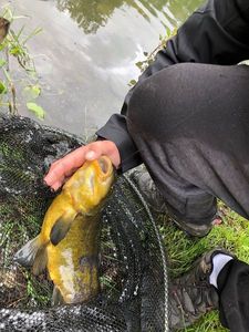 Tench