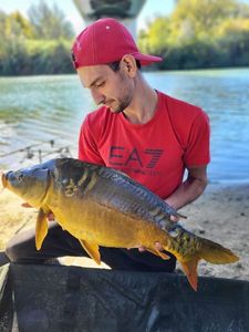 Common Carp
