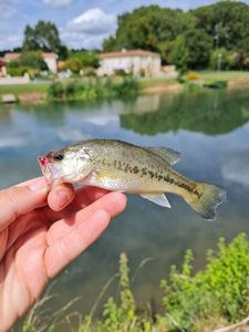 Smallmouth Bass