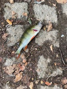 European Perch