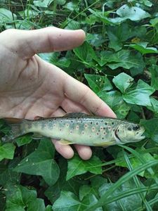 Brown Trout