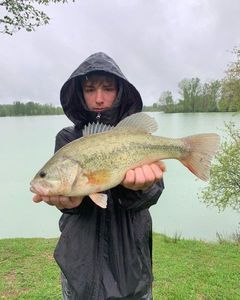 Largemouth Bass
