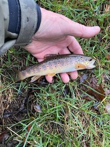 Brown Trout