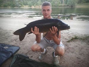 Common Carp