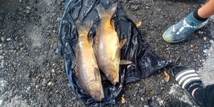 Mirror Carp