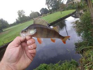 European Perch