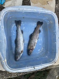 Cutthroat Trout