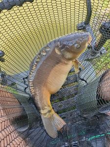 Mirror Carp