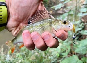 European Perch