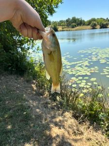 Largemouth Bass