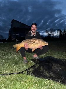 Common Carp
