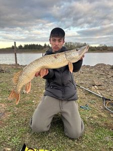 Northern Pike