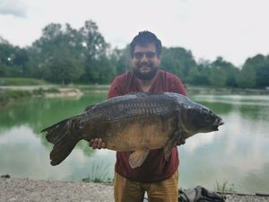 Mirror Carp