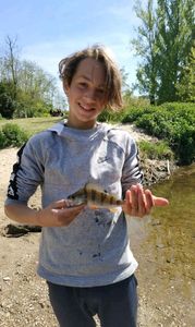 European Perch