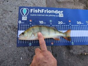 European Perch