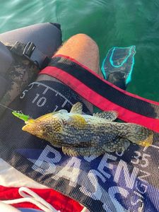 Ballan Wrasse
