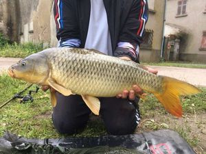 Common Carp