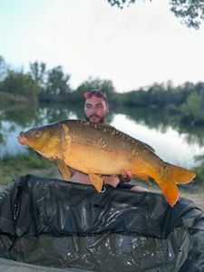 Mirror Carp