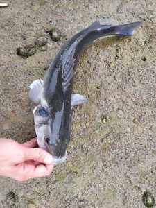European Bass (Seabass)